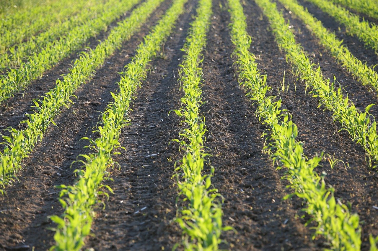 kwasy humusowe w rolnictwie zrónoważonym