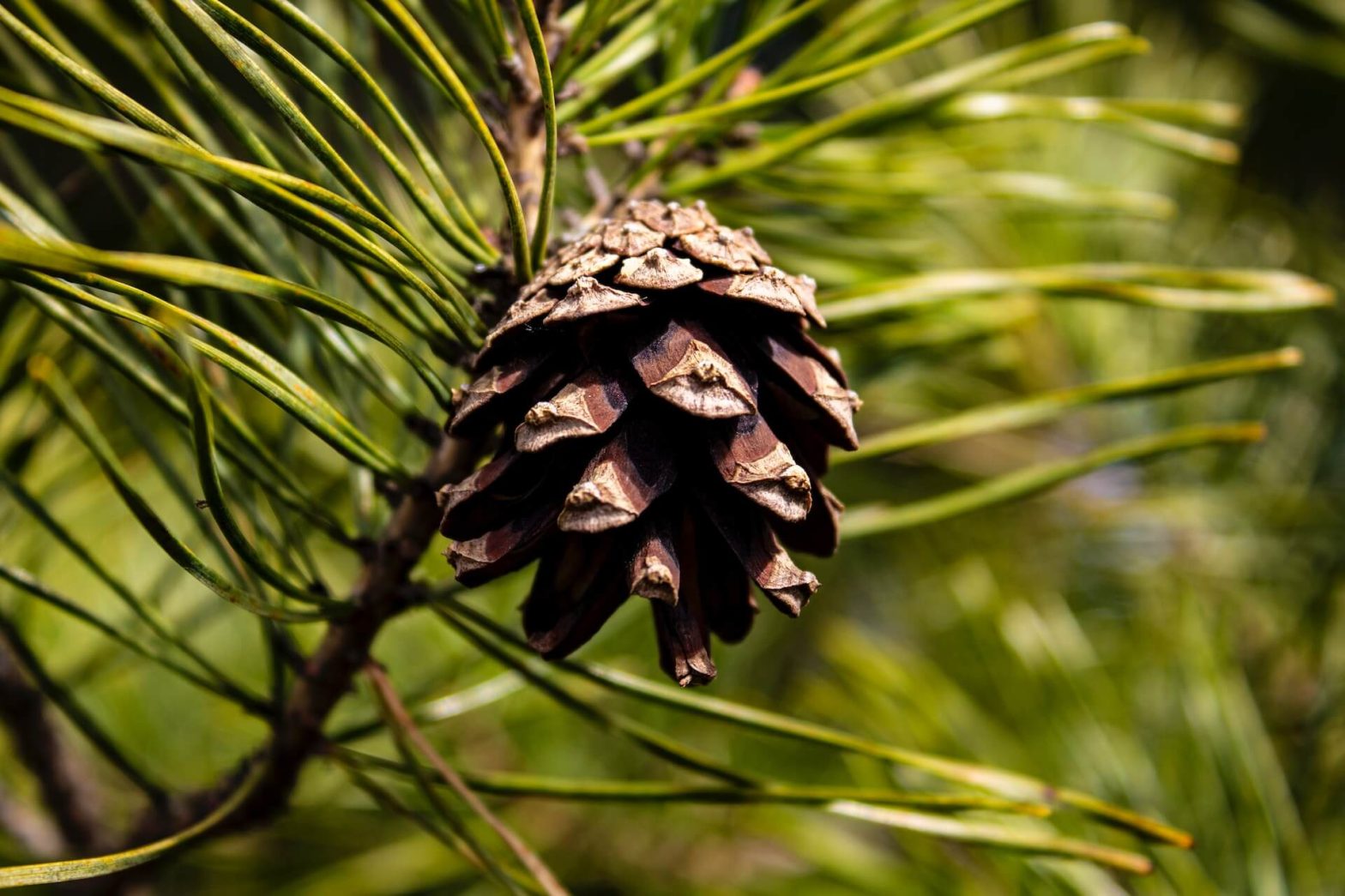 brązowienie iglaków